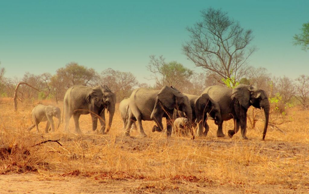 Safari Bénin - Toffa Travels 
